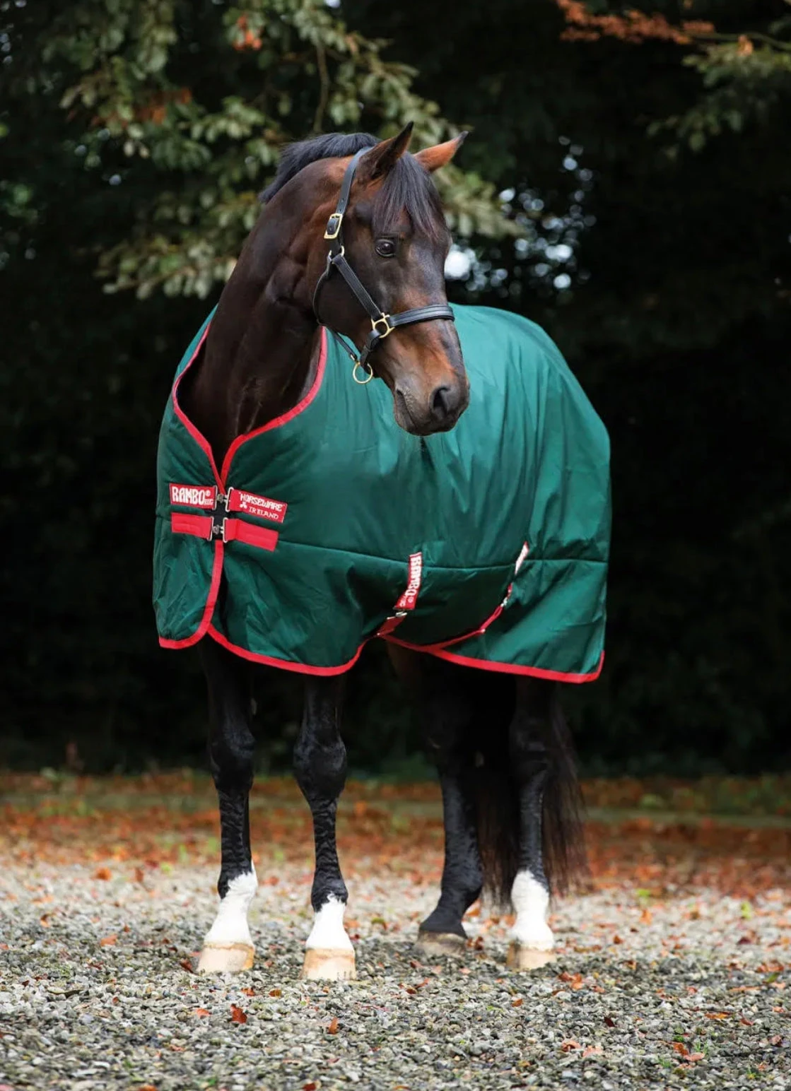 Rambo® Original (400g Heavy) - Image 2