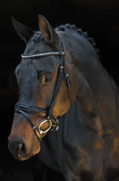 BR Brentwood Dressage Bridle