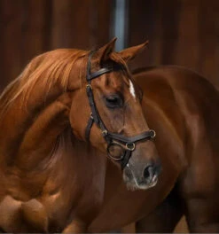 Rambo Micklem Multi Bridle