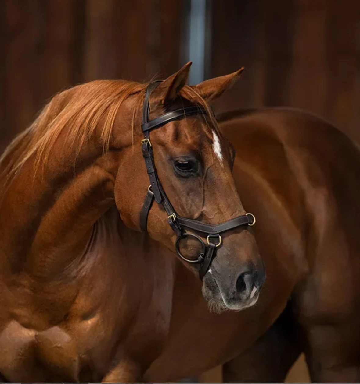 Rambo Micklem Multi Bridle