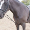 Shires Soft Lunging Aid