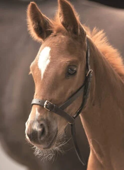 Shires Leather Foal Slip