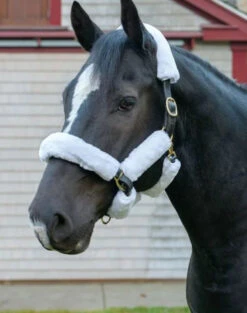 Arma Supafleece Halter Set